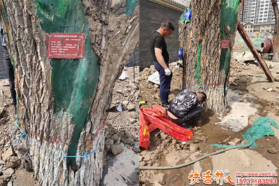 綠化工程中樹木營養(yǎng)液的購買渠道與注意事項