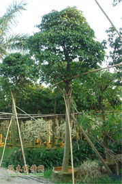 佛山市佑強(qiáng)園林綠化工程 構(gòu)筑綠色生態(tài)城市新篇章