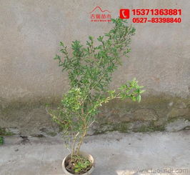 金邊六月雪 60厘米高大苗批發(fā)供應(yīng)，綠化工程優(yōu)選苗木